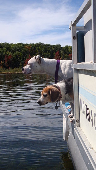 Sea Dogs